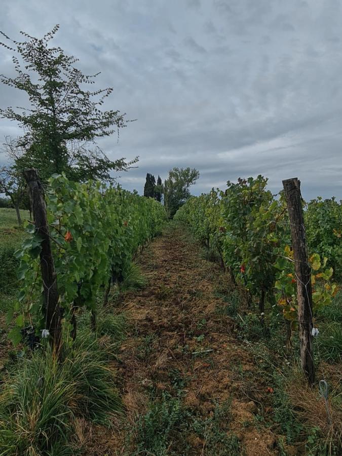 Podere Borgaruccio Peccioli Eksteriør billede